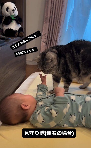 床で寝ている赤ちゃんを見ている猫