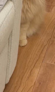 ソファの陰から見える猫の体