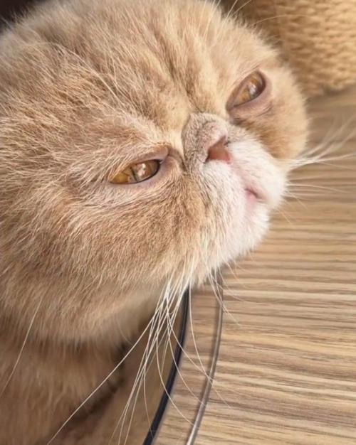 顎を乗せる猫