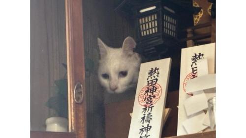 神棚にいる猫
