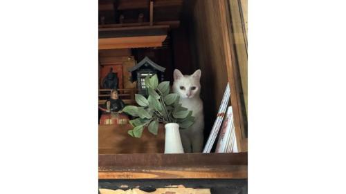 神棚にいる猫