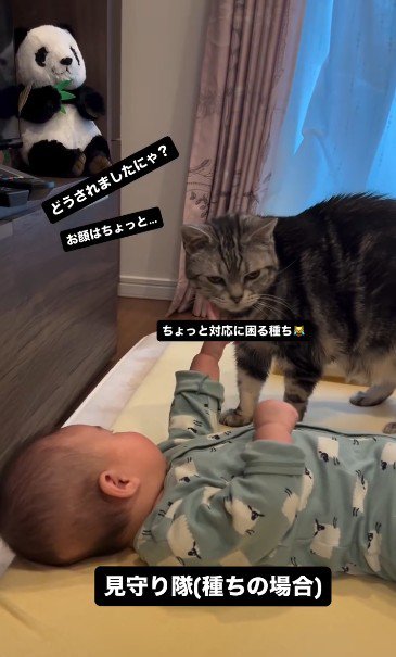 床で寝ている赤ちゃんを見ている猫
