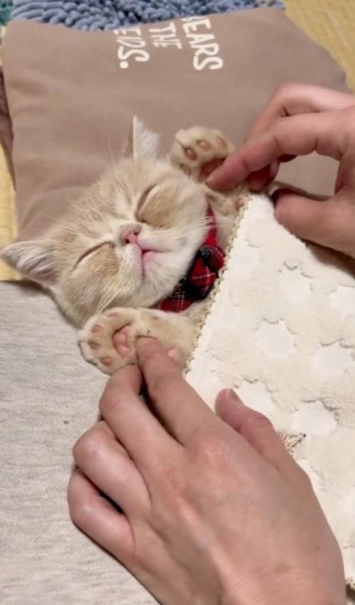 万歳させられる猫