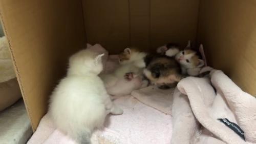 箱の中にいる子猫たち