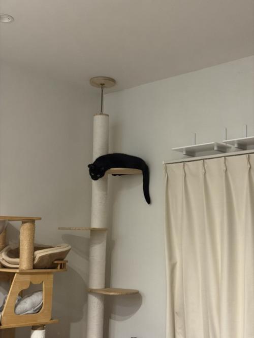 キャットタワーを遠くから見た様子