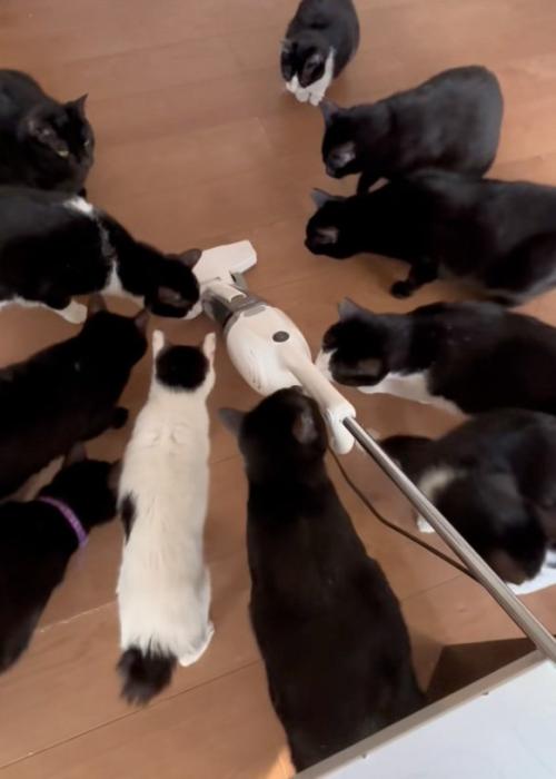 嗅ぐ猫