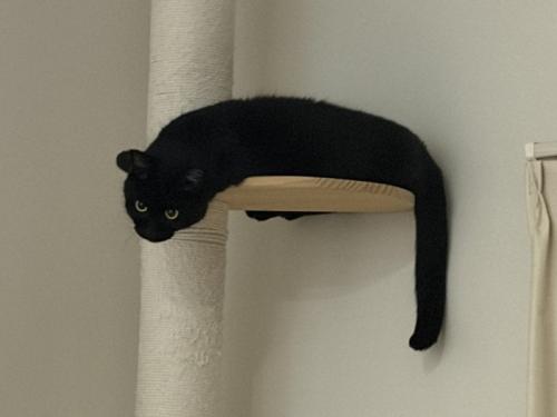 キャットタワーの上にいる黒猫の様子