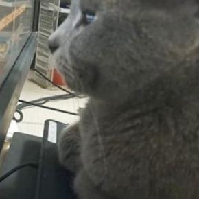 パソコンを使っているパパ→猫が、モニターの目の前で…思わず笑ってしまう『妨害行為』が11万再生「猫すぎて愛が止まらん」「ド近眼説」