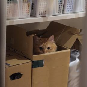 猫が『心を閉ざしている』ときの原因4つ　不信感を持っているサインや信頼を得るためのコツまで