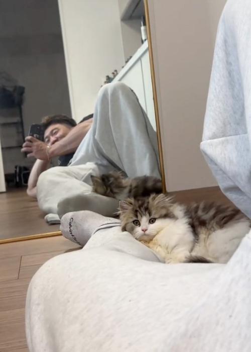 見つめる猫