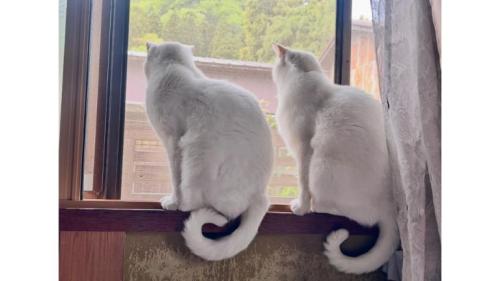 ニャルソックしている猫