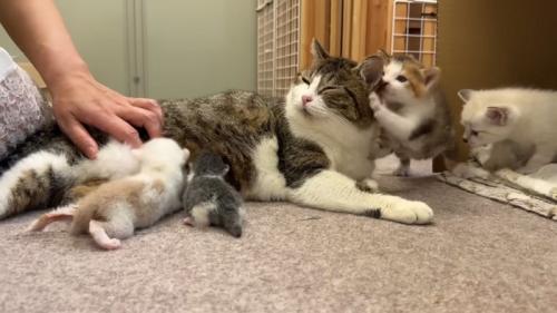 授乳したりじゃれられたりする成猫