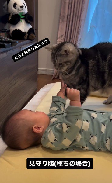 床で寝ている赤ちゃんを見ている猫