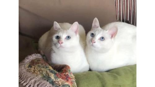室内にいる猫