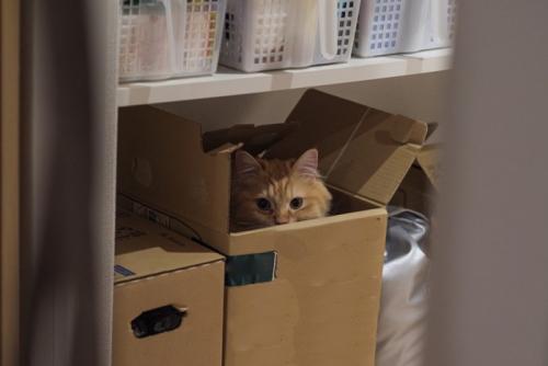空き箱に隠れる猫
