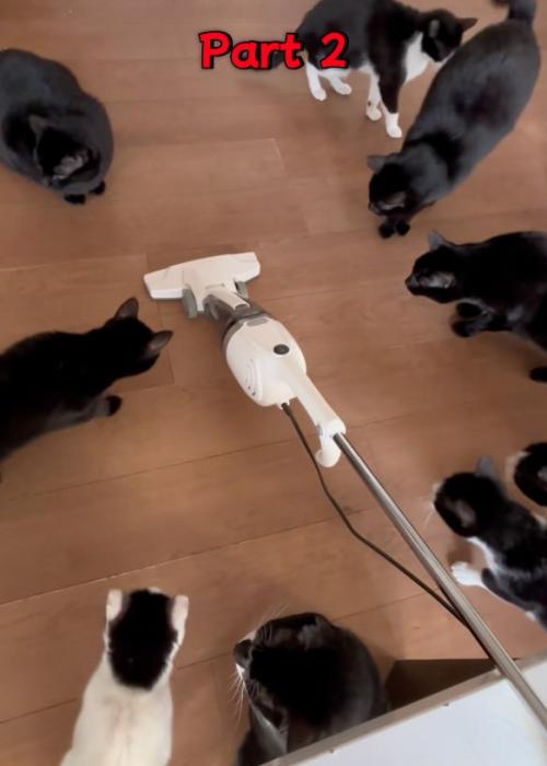 気になる猫