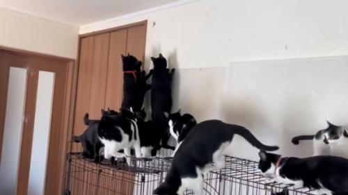 見る猫