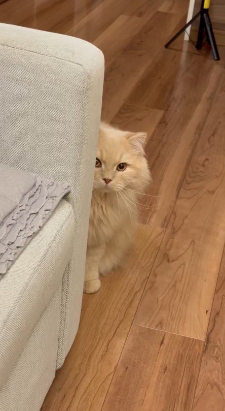 ソファの陰から飼い主を見つめる猫