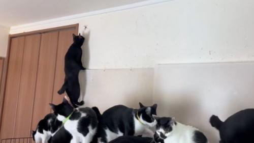届きそうな猫