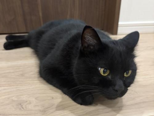 斜め前を見て足を伸ばしている黒猫