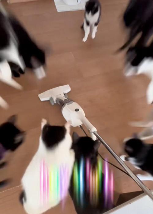 飛び上がる猫