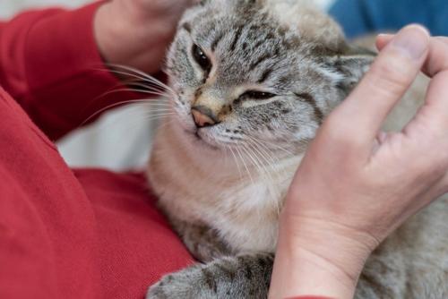 撫でられて幸せそうな猫