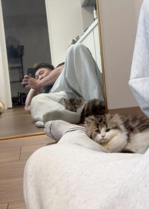 眠そうな猫