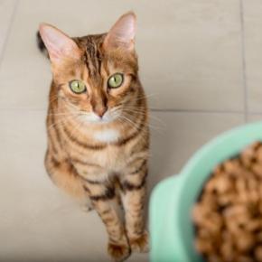 猫に『酸化したフード』を与えてはいけない理由5つ　起こりうるトラブルや適切な保存法まで