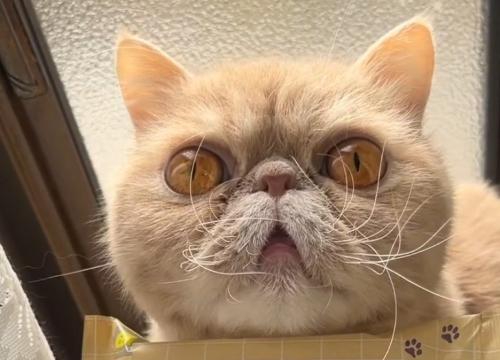 正面向きの猫