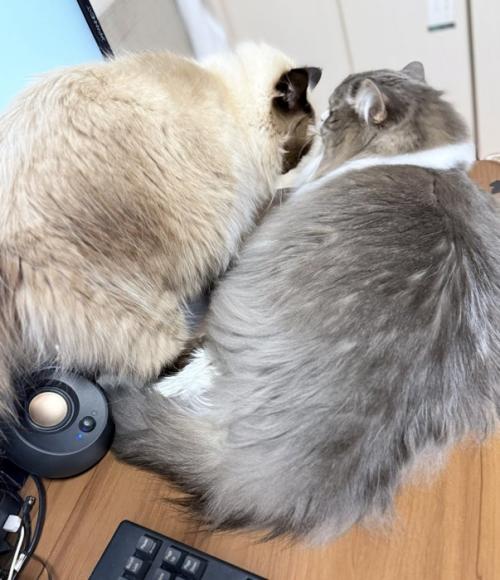 デスクに乗る2匹の猫