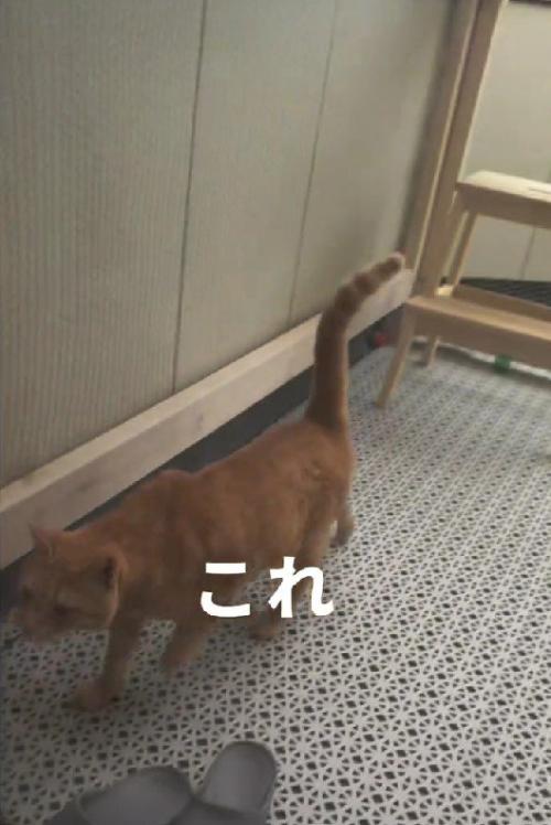 テラスの猫