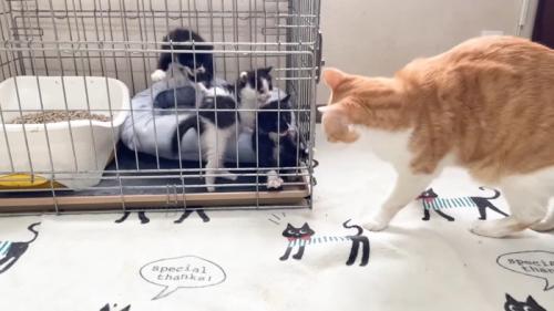 跳び上がる子猫