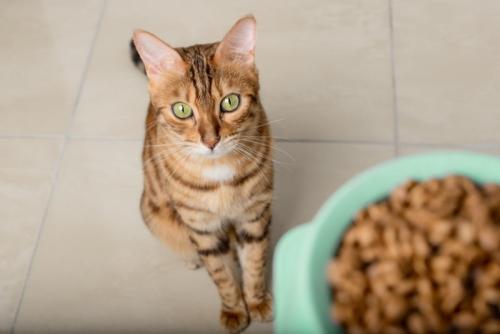 ごはんを待つ猫