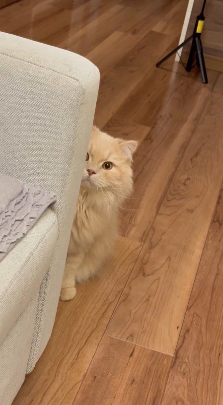 ソファの陰から体を半分出して飼い主を見つめる猫