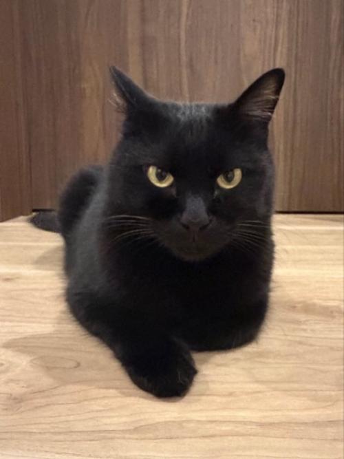 キリっとした表情で座る黒猫