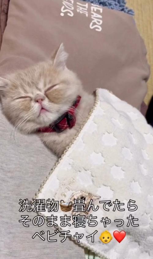 ハンカチをかけて寝ている猫