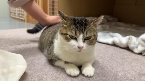 なでられる猫