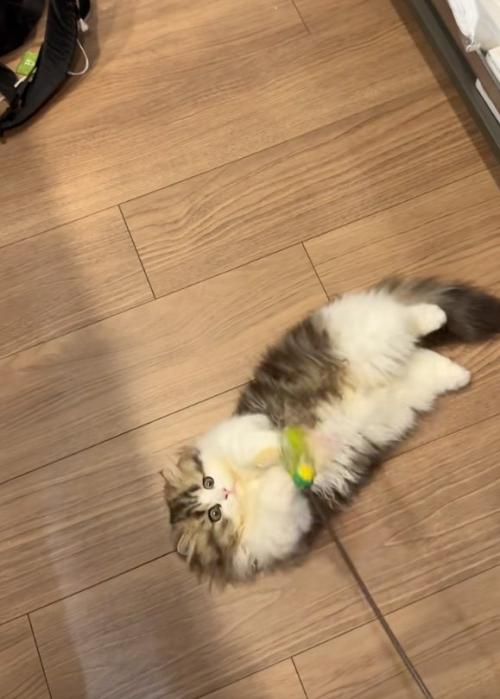 仰向けの猫