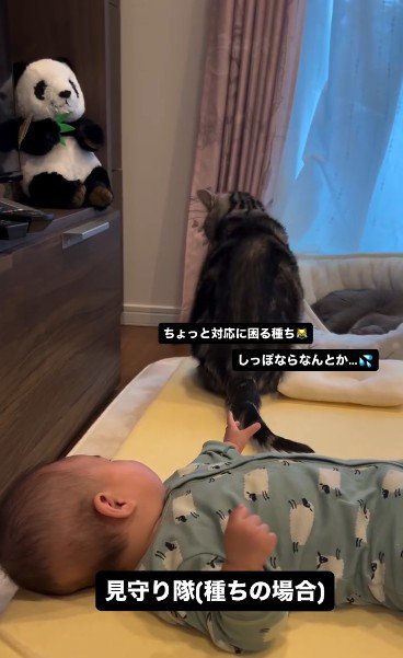 床で寝ている赤ちゃんと座っている猫