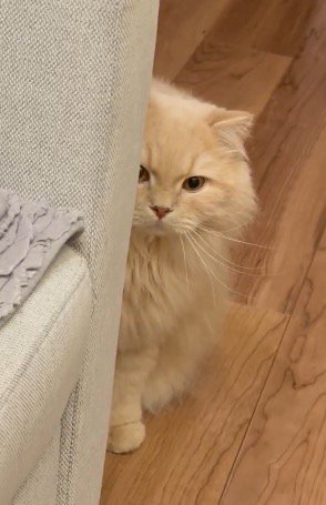 俯いて床を見つめる猫