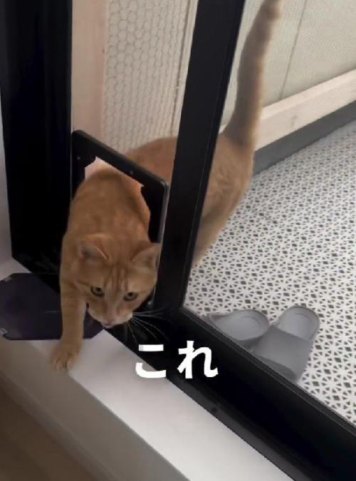 テラスから家に入る猫
