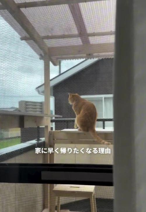 テラスの猫