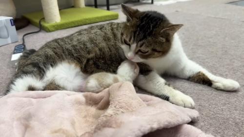 茶白の子猫と母猫