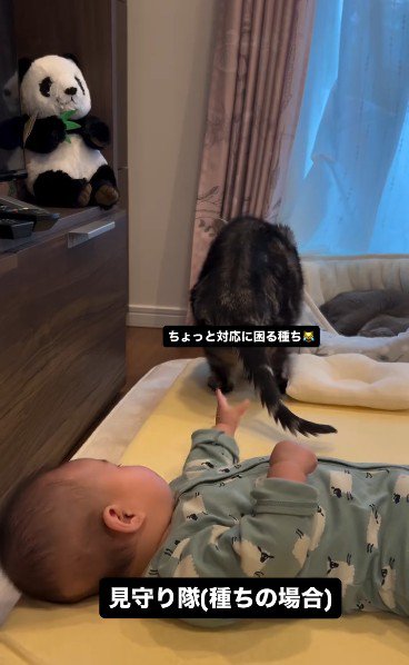 床で寝ている赤ちゃんと座っている猫