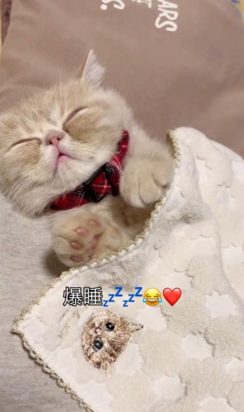 手の力が抜ける猫