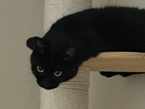 黒猫の顔のアップ