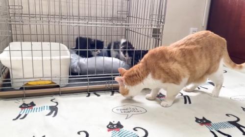 構える子猫たち