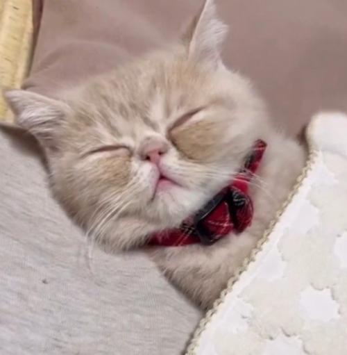 ハンカチをかけて寝ている猫（アップ）
