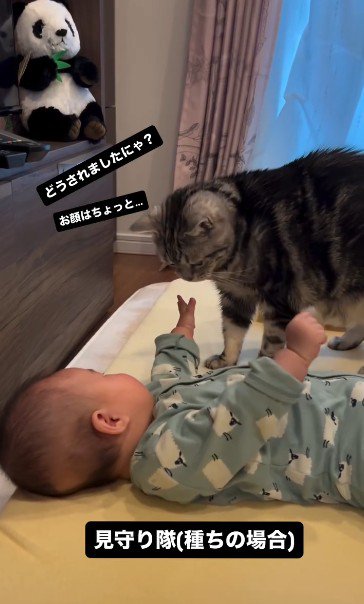 床で寝ている赤ちゃんを見ている猫