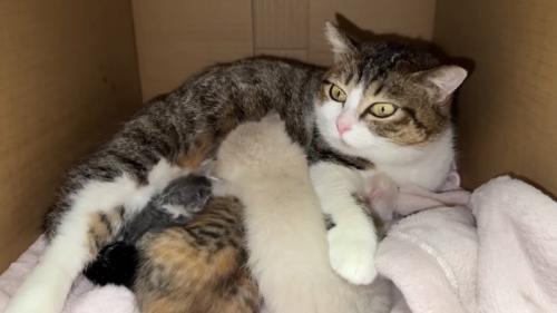 目を丸くする猫